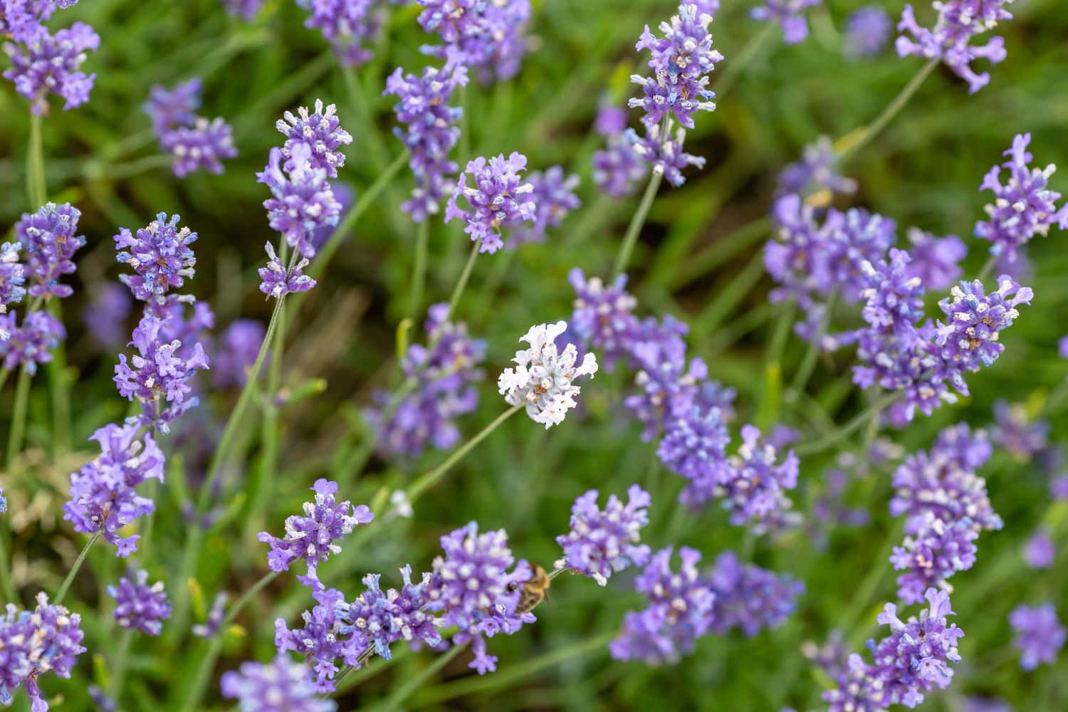lavender plant types