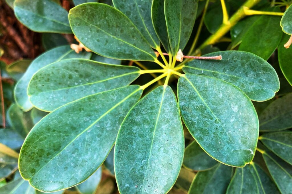 Schefflera leaves with spots
