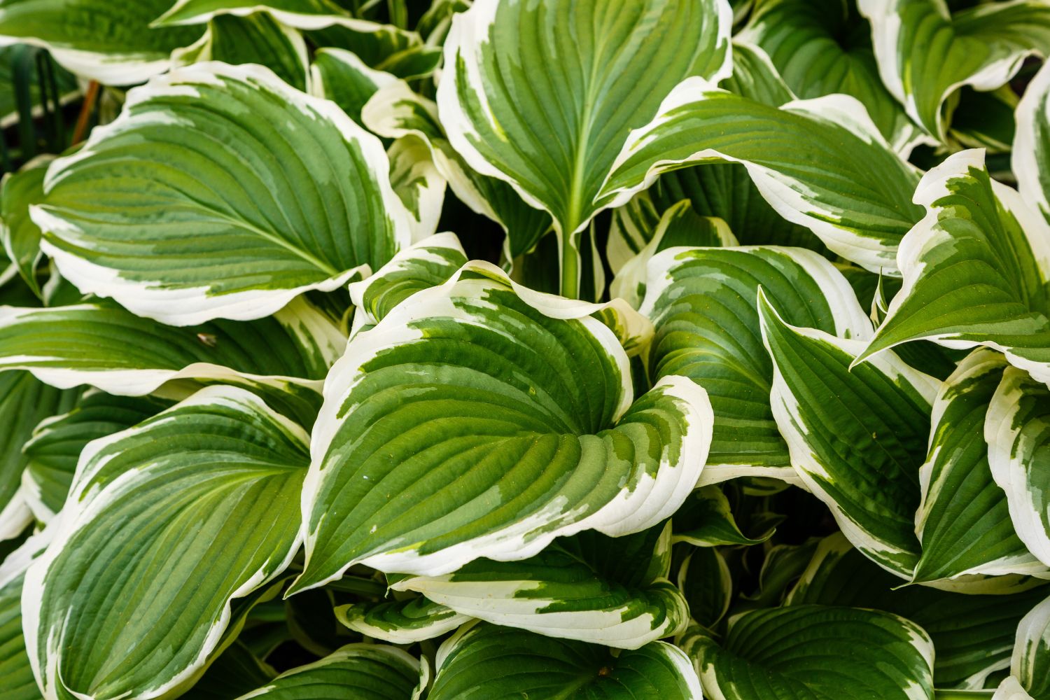 variegated plants: everything you need to know - plantura
