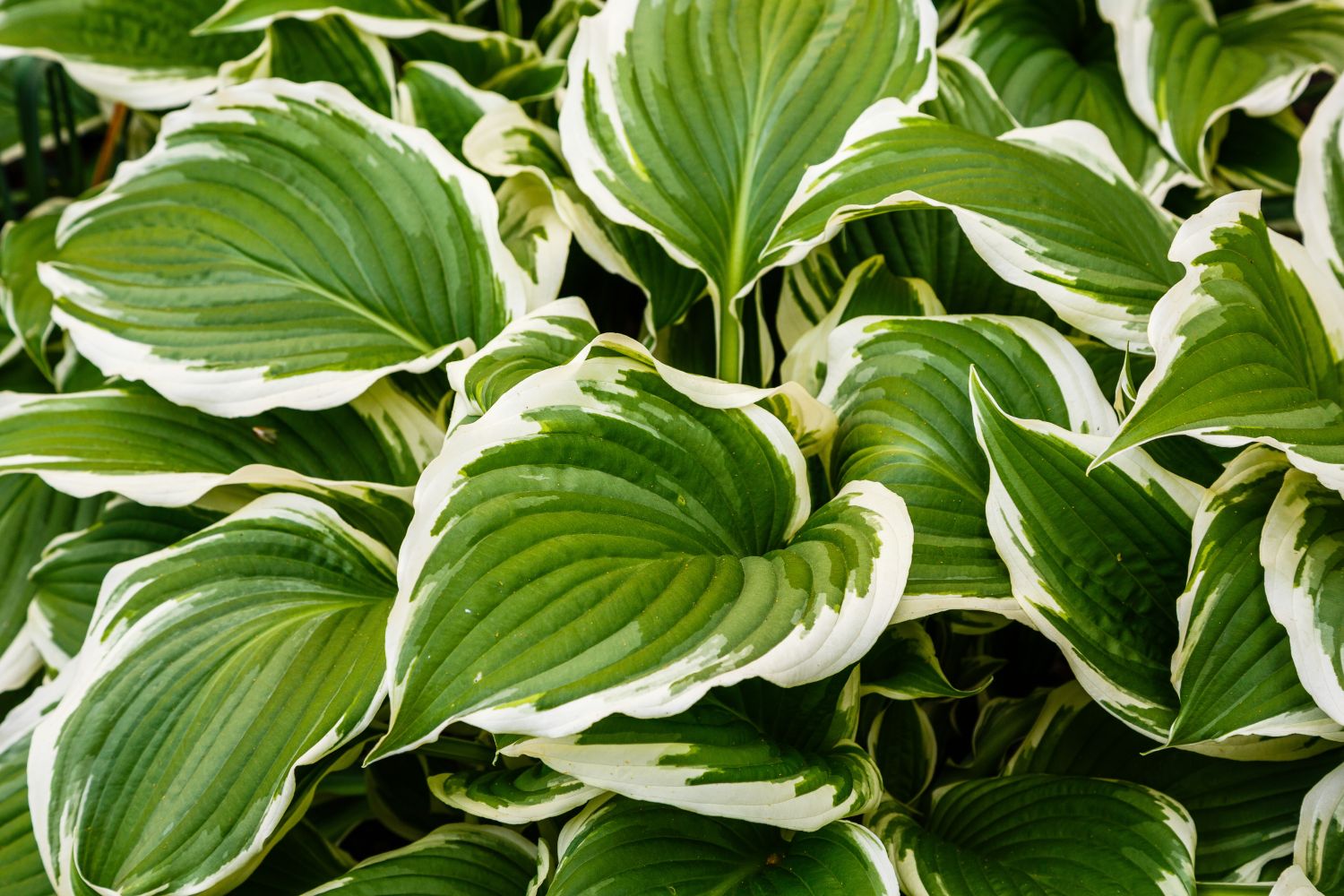 Variegated Plants With White Flowers