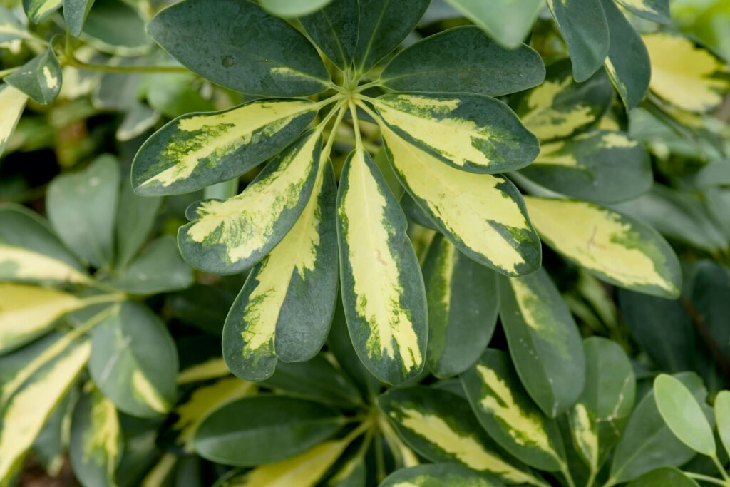 variegated umbrella plant leaves