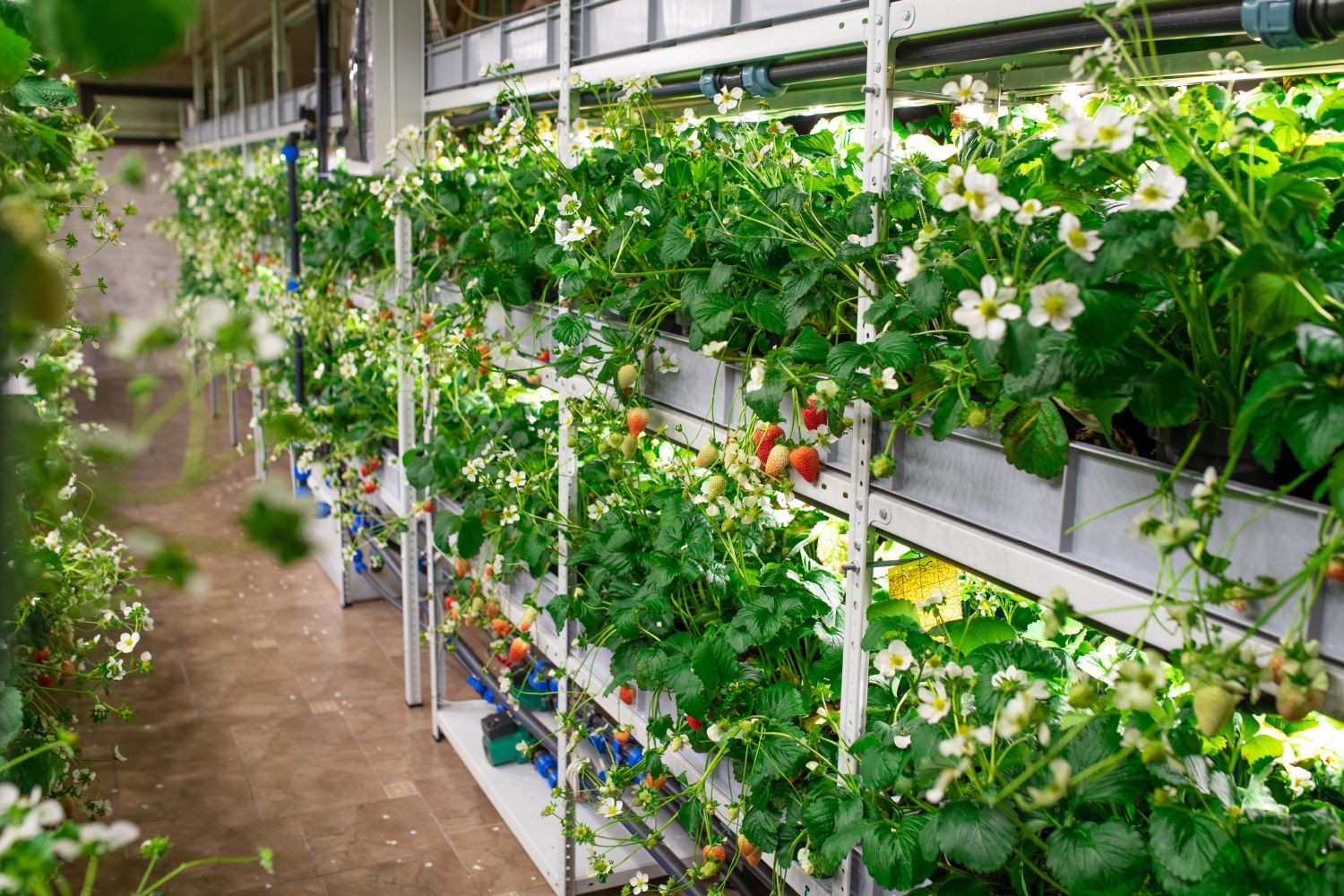 Planting strawberries vertically: expert tips - Plantura