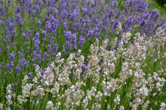 White lavender: characteristics & requirements at a glance