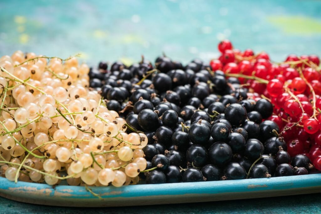 White, red and black currants on a dish