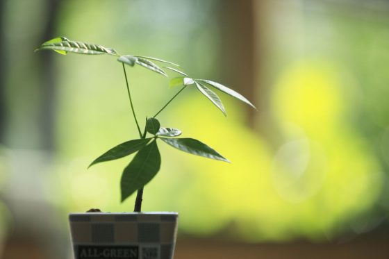 Money tree: all about care, environment & propagation