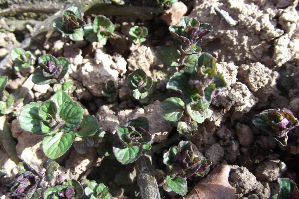 young peppermint plants 