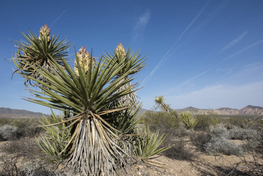 Yucca in desert