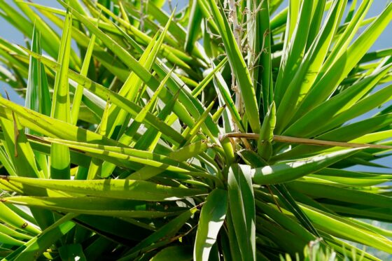 Yucca plant care: watering, pruning & repotting