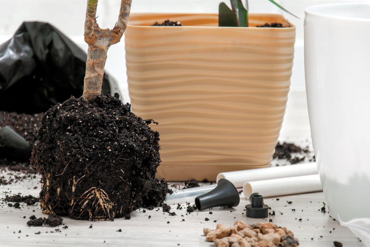 Yucca care indoor & outdoor requirements Plantura