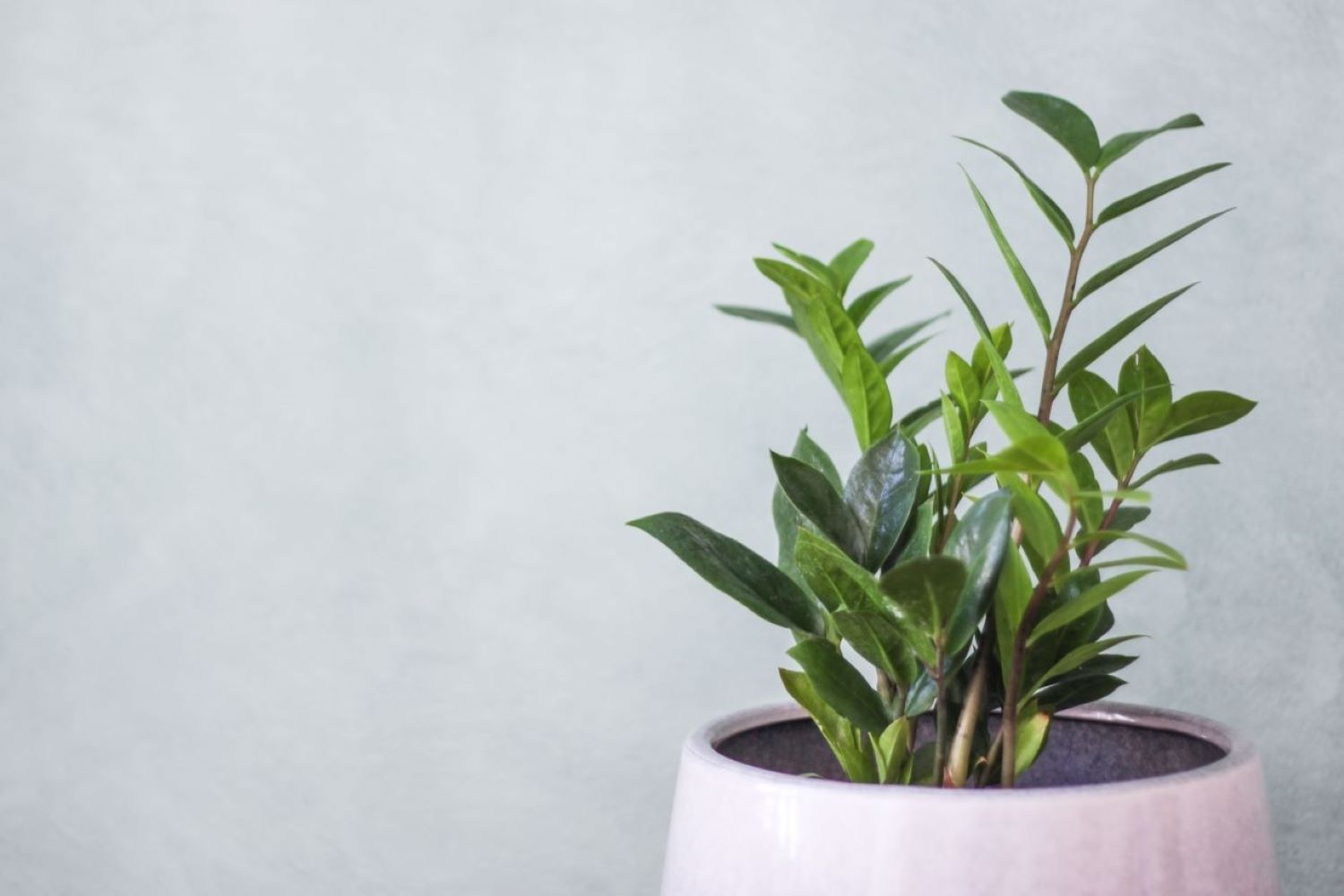 ZZ plant properties, propagation & toxicity Plantura