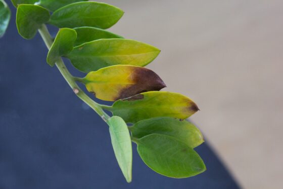 ZZ plant with yellow leaves: causes & remedies