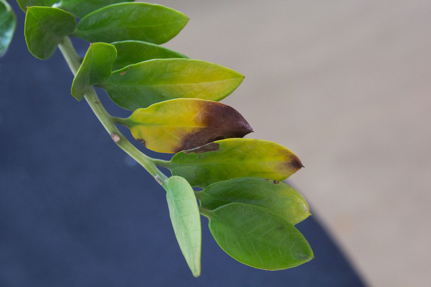 ZZ plant leaves turning yellow: what to - Plantura