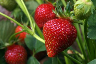 Planting strawberries: where, when, how & companion plants
