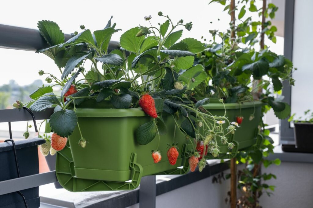 Strawberry plants in pots