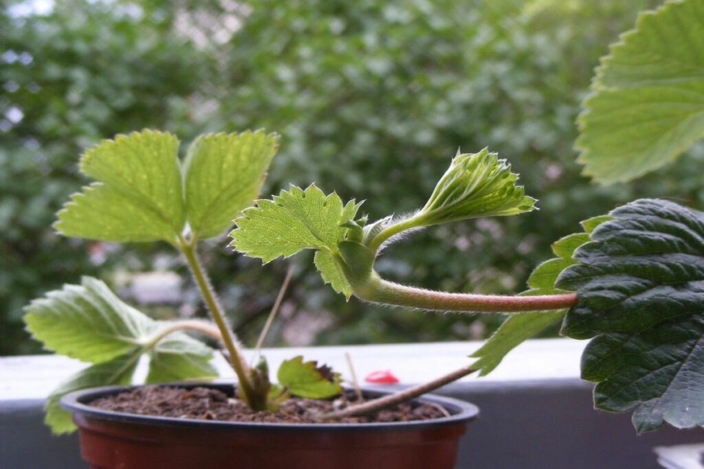 Strawberry plant in pot showing runner