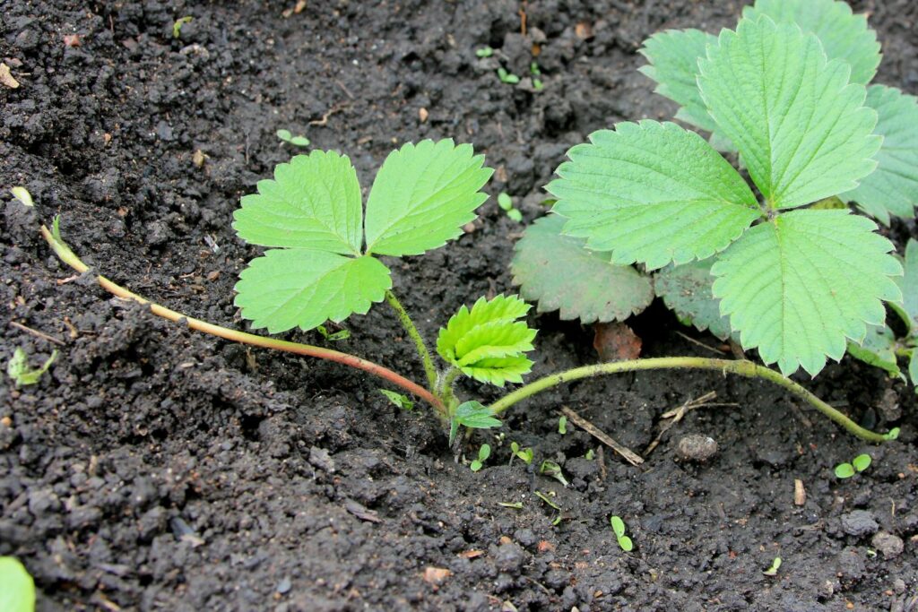 Strawberry with rooted runner in soil
