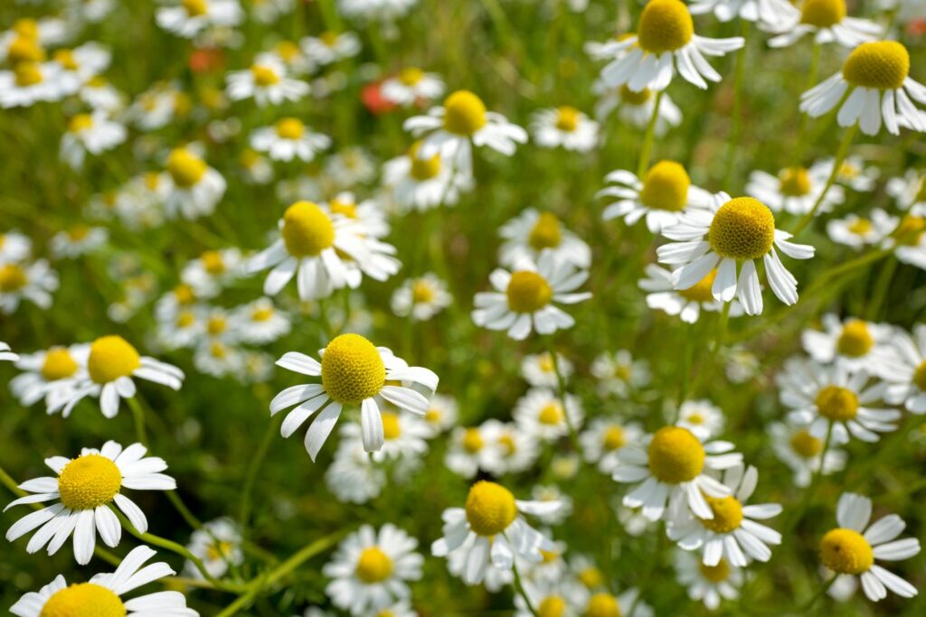 German chamomile plant in bloom