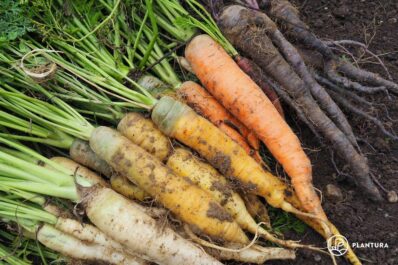 Types of carrots: the best carrot varieties to grow at home