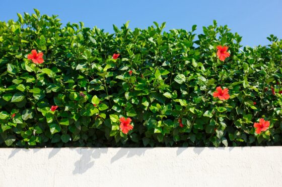 Hibiscus hedge: tips on choosing varieties, planting & care