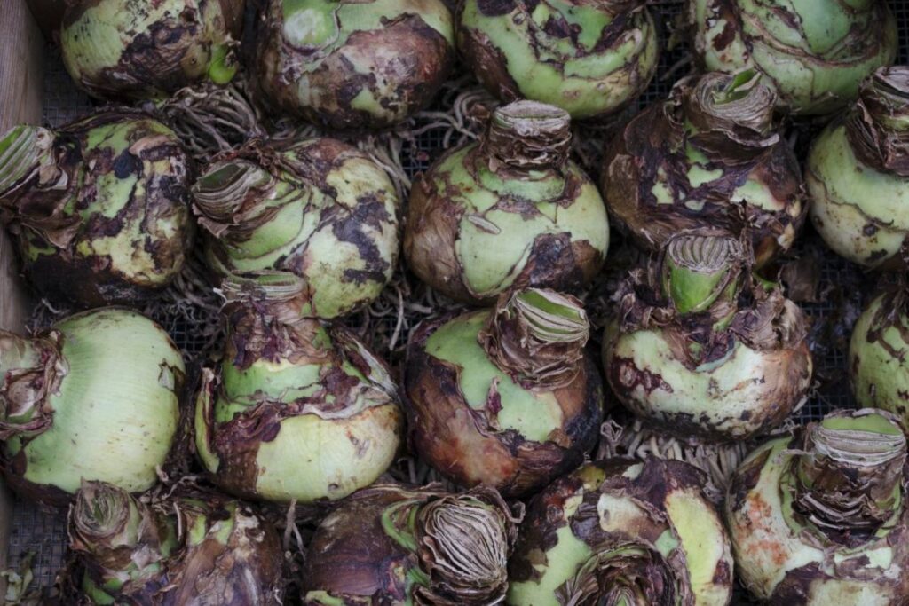 A container of amaryllis bulbs