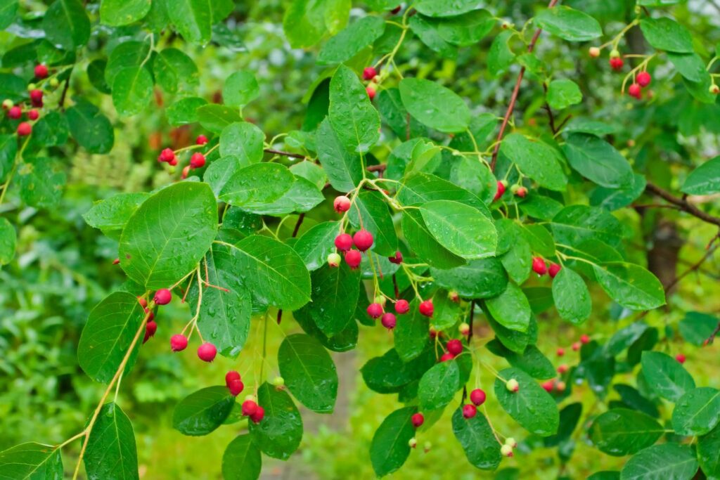 Bright red amelanchier fruits