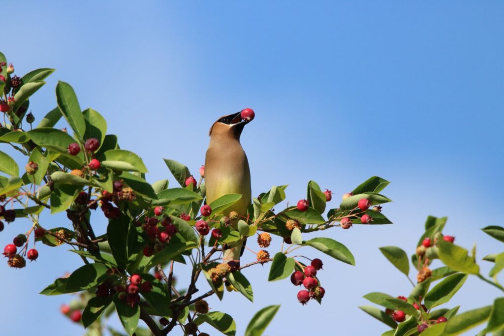 Bird holding juneberry with beak