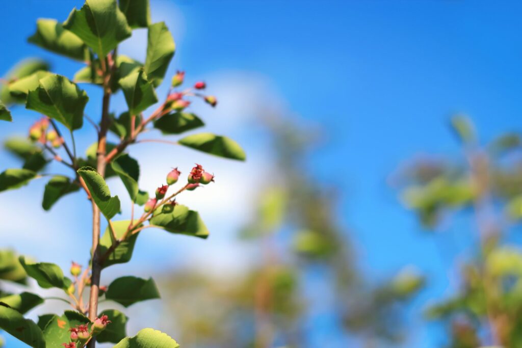 Juneberry shoot bathing in sunlight