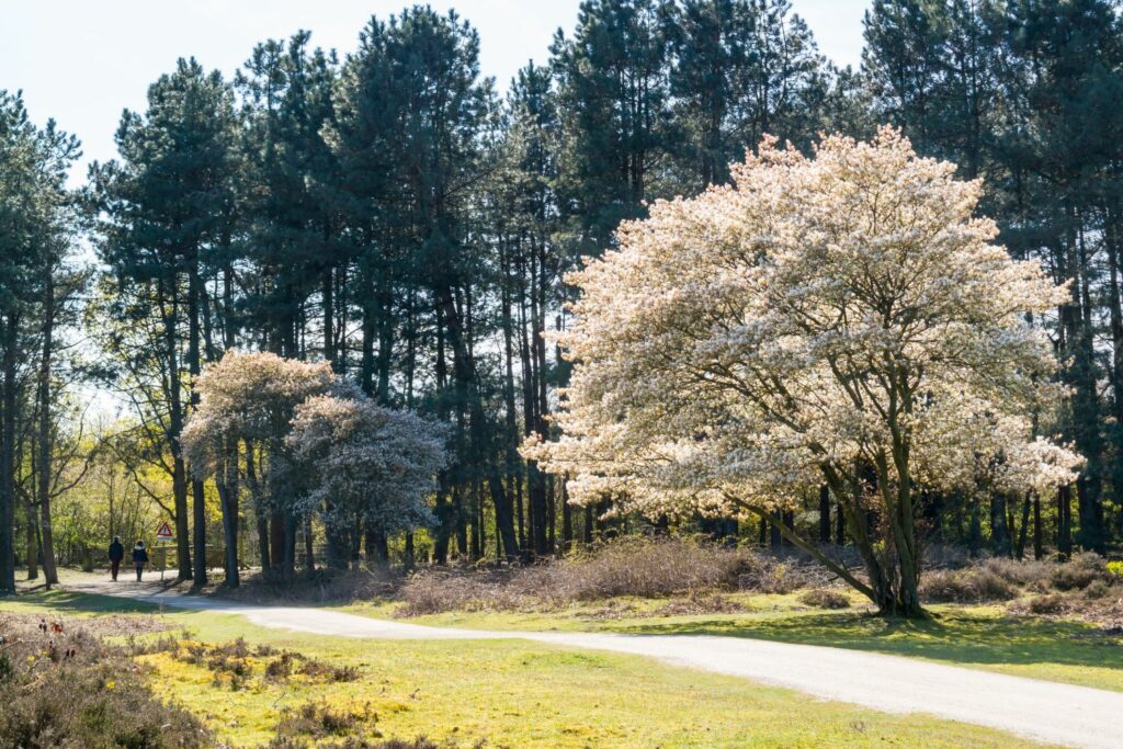 Amelanchier lamarckii trees in bloom