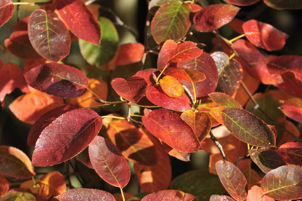 Bright red serviceberry leaves