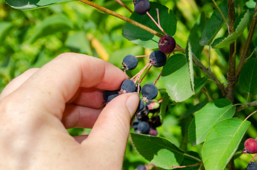 Person picking serviceberry fruits