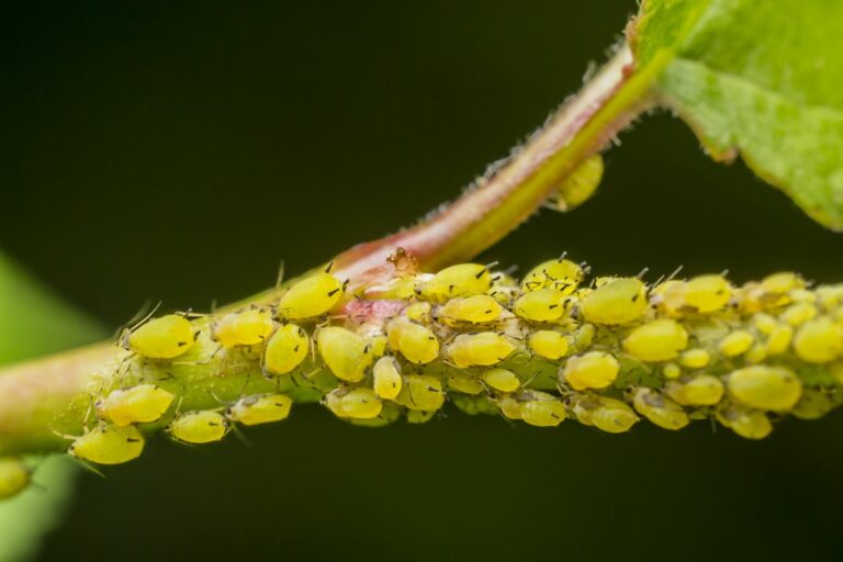 What Insect Pests Eat Roses Aphids on roses: treatment & prevention - Plantura