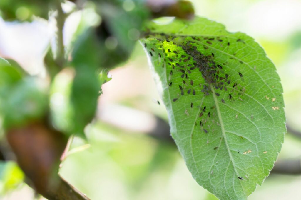 natural aphid control