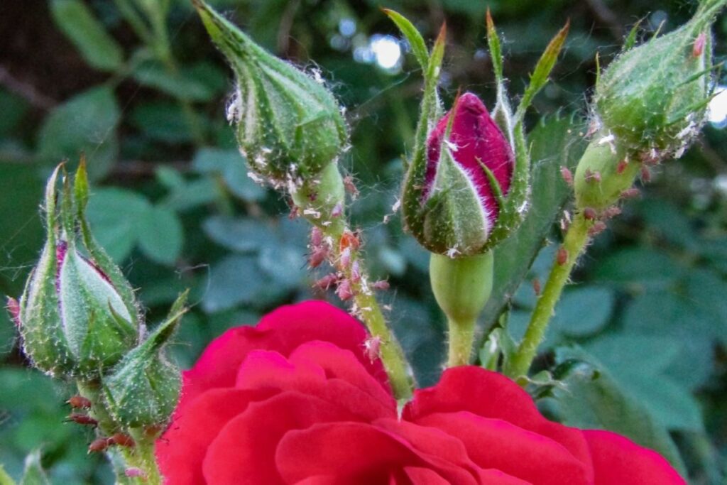 aphids on rose bushes