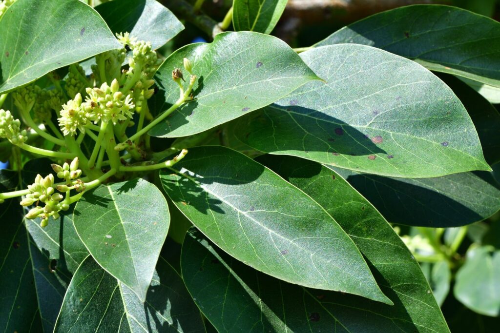 Avocado flowers and leaves