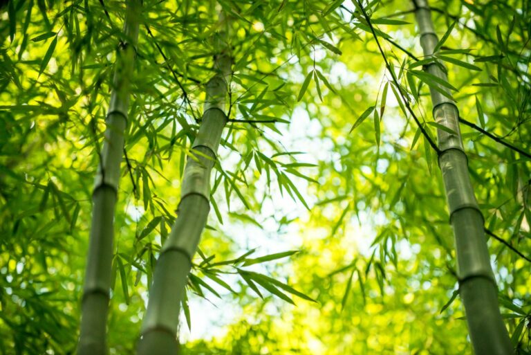 Feeding bamboo when, how & what fertiliser Plantura
