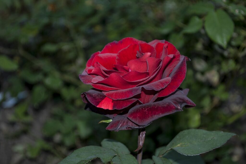 one dark red barkarole rose