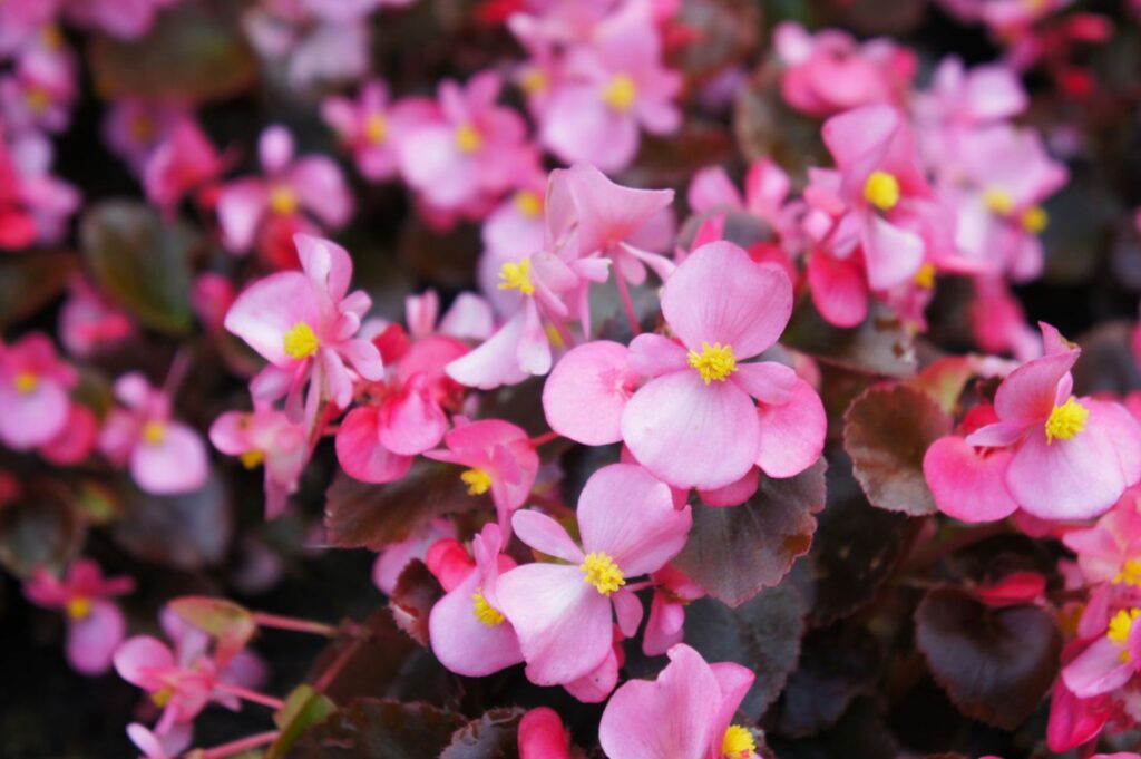 many pink wax begonia flowers