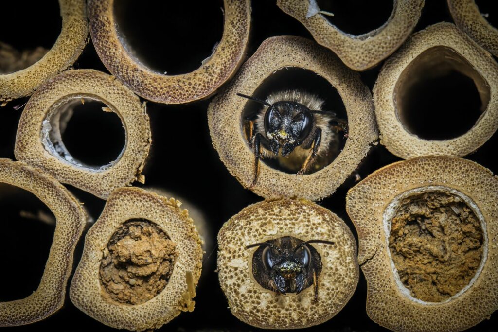 A bee making a home in a bug house