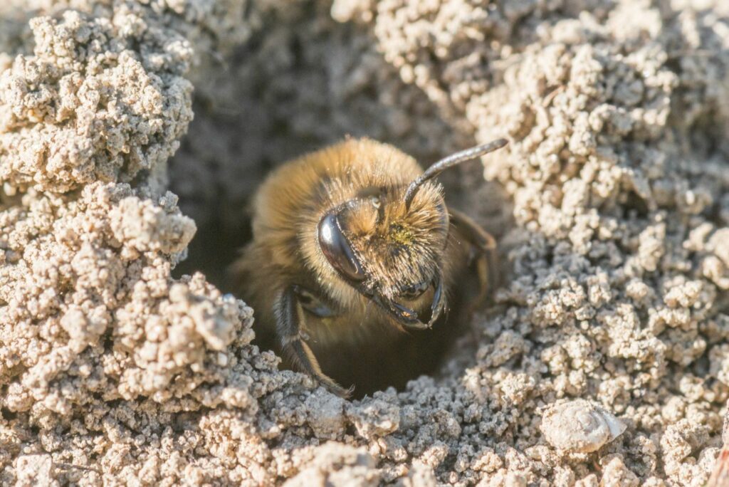 Bee emerging from a mud hole