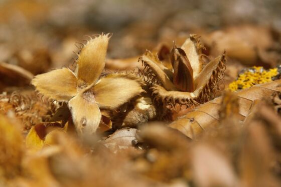 Beechnuts: expert knowledge about the fruit of the beech tree