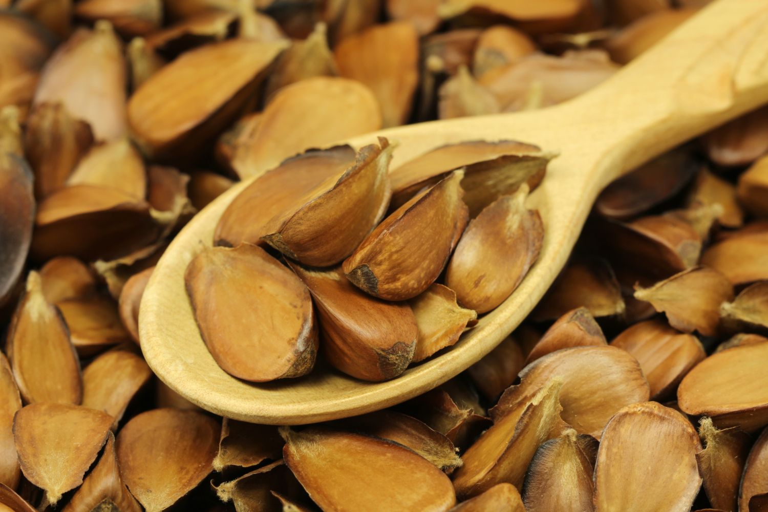 Wooden spoon full of beechnuts