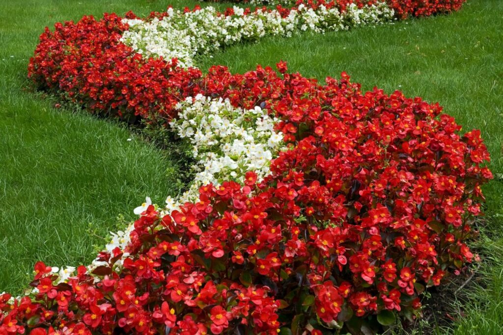 red and white begonia border