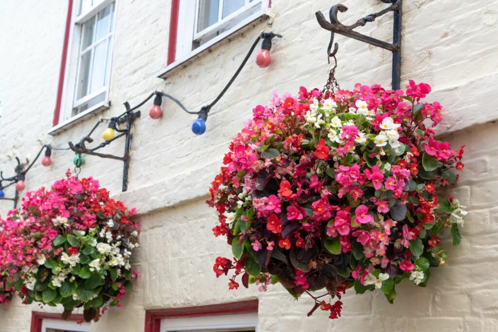 wax begonias in hanging baskets