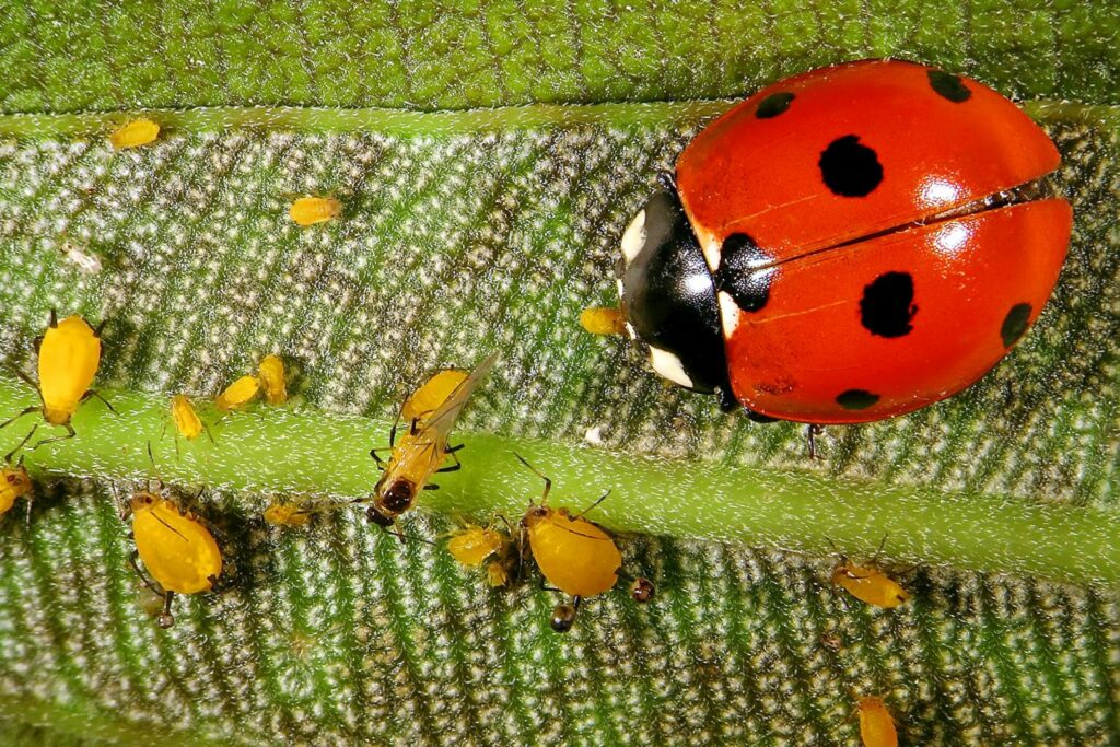 Ladybird eating aphids