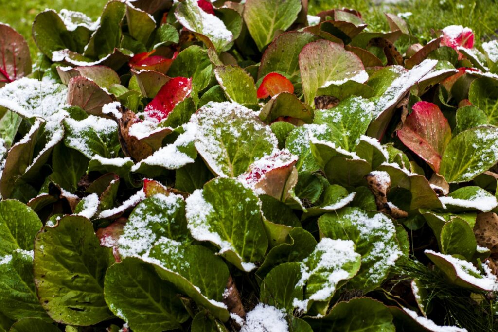 snowy green leaves turning red