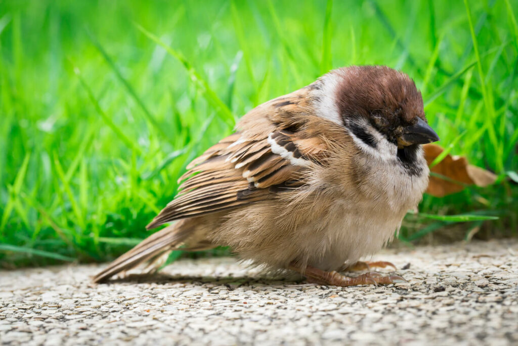 sparrow puffed up in illness