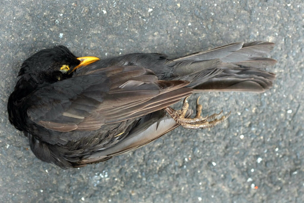 dead blackbird lying on ground