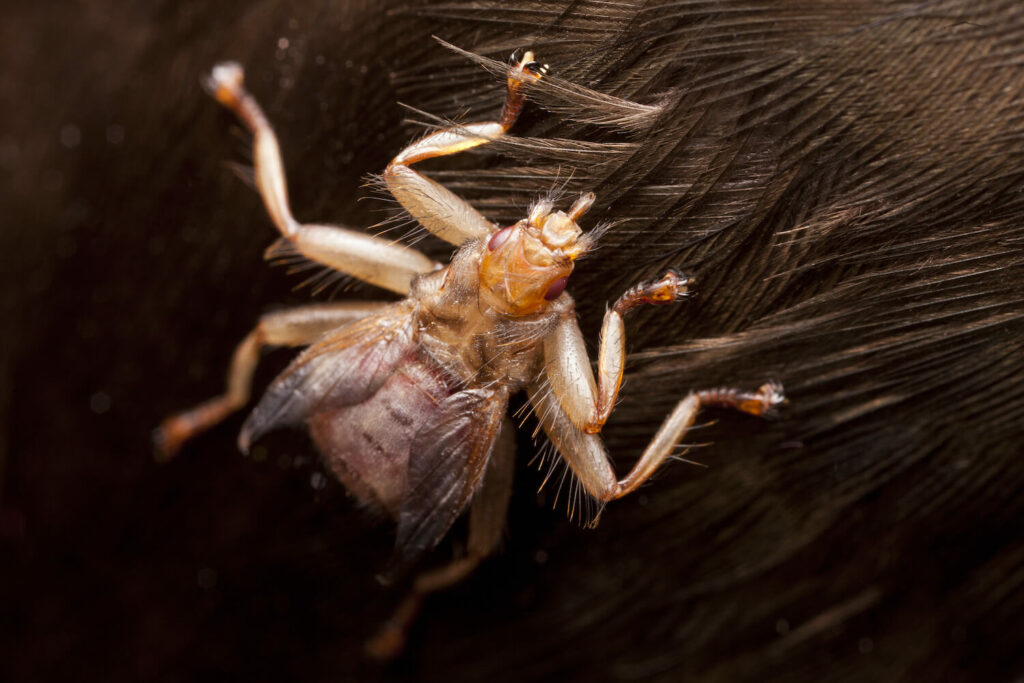 magnified louse fly on feather