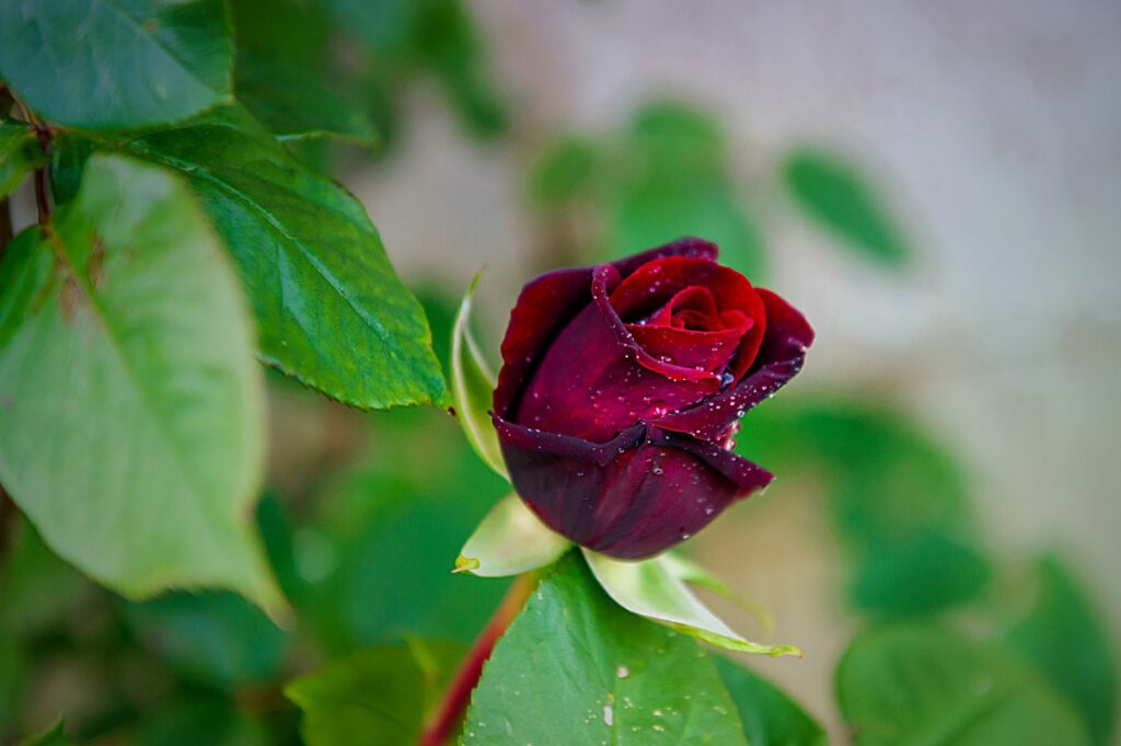 rose with dark petals