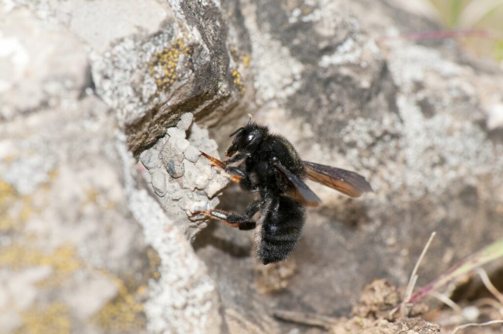 black wild bee making nest